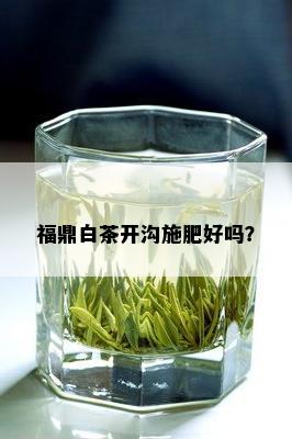 福鼎白茶开沟施肥好吗？