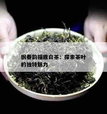 抿春韵福鼎白茶：探索茶叶的独特魅力