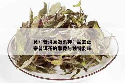 黄印普洱茶怎么样：品尝正宗普洱茶的醇香与独特韵味