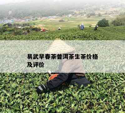 易武早春茶普洱茶生茶价格及评价