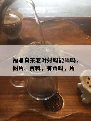 福鼎白茶老叶好吗能喝吗，图片、百科，有吗，片