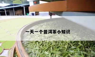 一天一个普洱茶小知识