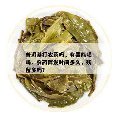 普洱茶打农药吗，有能喝吗，农药挥发时间多久，残留多吗？