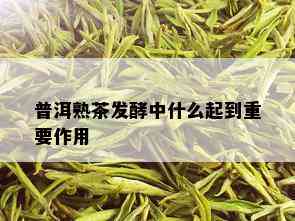 普洱熟茶发酵中什么起到重要作用