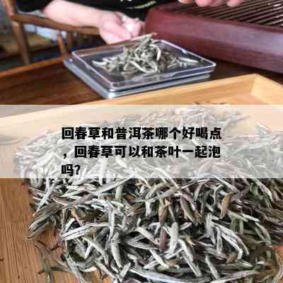 回春草和普洱茶哪个好喝点，回春草可以和茶叶一起泡吗？