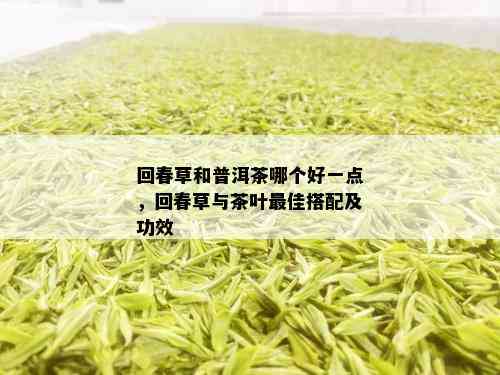 回春草和普洱茶哪个好一点，回春草与茶叶更佳搭配及功效