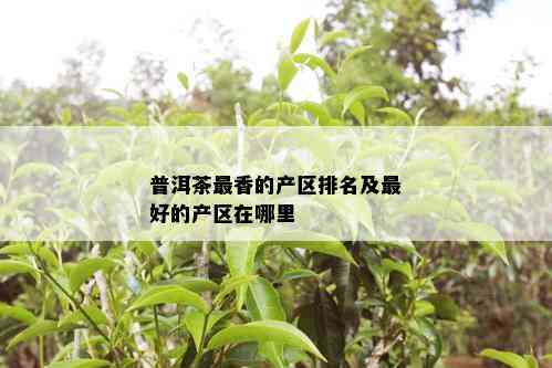 普洱茶最香的产区排名及更好的产区在哪里