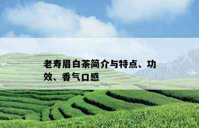 老寿眉白茶简介与特点、功效、香气口感