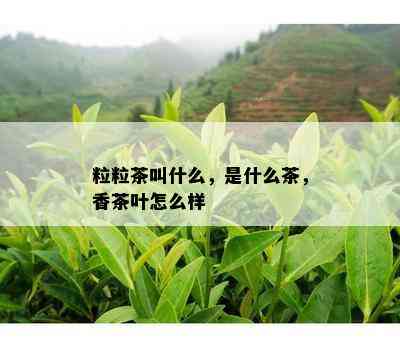 粒粒茶叫什么，是什么茶，香茶叶怎么样