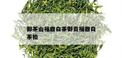 御茶山福鼎白茶御贡福鼎白茶拍