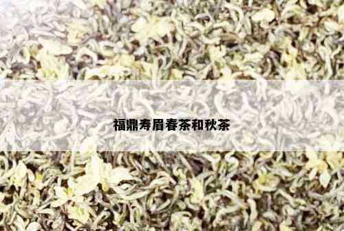 福鼎寿眉春茶和秋茶