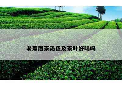 老寿眉茶汤色及茶叶好喝吗