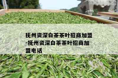 抚州资深白茶茶叶招商加盟-抚州资深白茶茶叶招商加盟电话