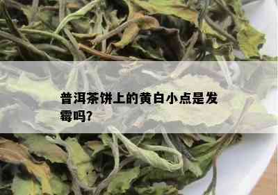 普洱茶饼上的黄白小点是发霉吗？