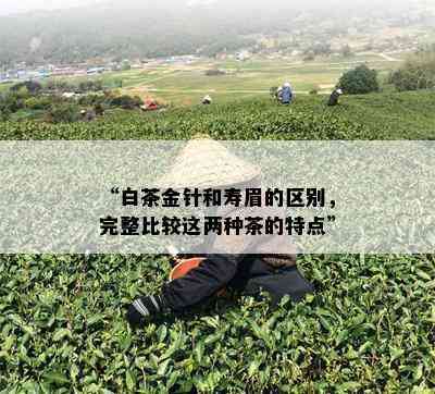 “白茶金针和寿眉的区别，完整比较这两种茶的特点”