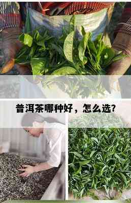 普洱茶哪种好，怎么选？