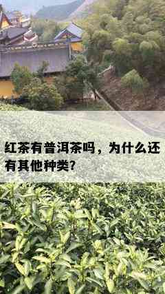 红茶有普洱茶吗，为什么还有其他种类？