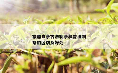 福鼎白茶古法制茶和普法制茶的区别及好处