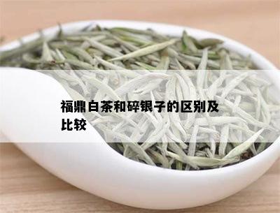 福鼎白茶和碎银子的区别及比较