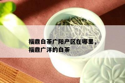 福鼎白茶广阳产区在哪里，福鼎广洋的白茶