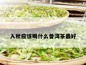 入秋应该喝什么普洱茶更好