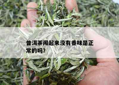 普洱茶闻起来没有香味是正常的吗？