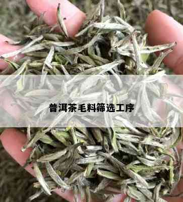 普洱茶毛料筛选工序