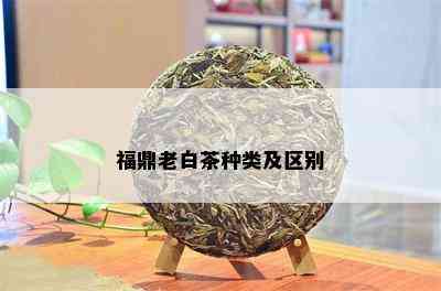 福鼎老白茶种类及区别