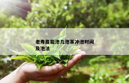 老寿眉能泡几泡茶冲泡时间及泡法