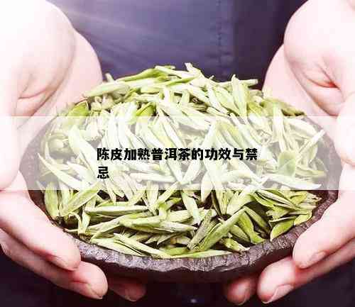 陈皮加熟普洱茶的功效与禁忌