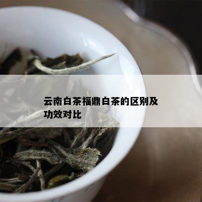 云南白茶福鼎白茶的区别及功效对比