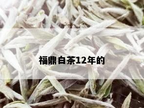 福鼎白茶12年的