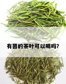 有菌的茶叶可以喝吗？