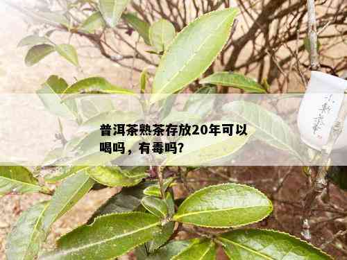 普洱茶熟茶存放20年可以喝吗，有吗？