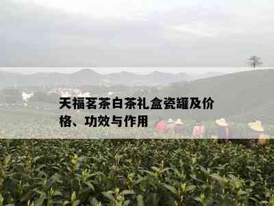 天福茗茶白茶礼盒瓷罐及价格、功效与作用