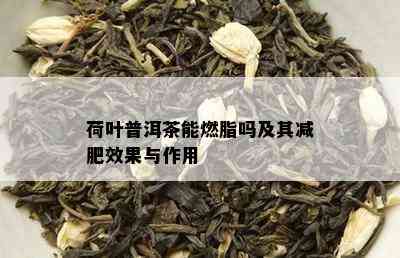 荷叶普洱茶能燃脂吗及其减肥效果与作用