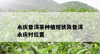 永庆普洱茶种植现状及普洱永庆村位置