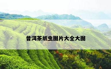 普洱茶纸虫图片大全大图