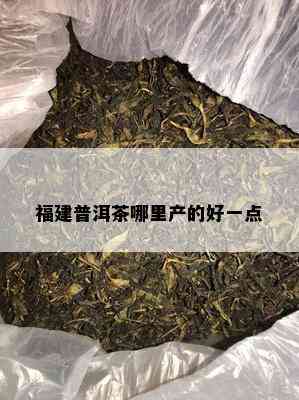 福建普洱茶哪里产的好一点