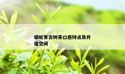 蟒蛇箐古树茶口感特点及升值空间