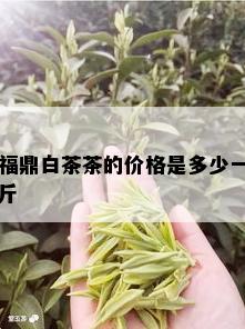 福鼎白茶茶的价格是多少一斤