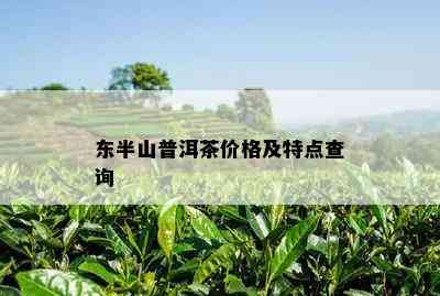 东半山普洱茶价格及特点查询