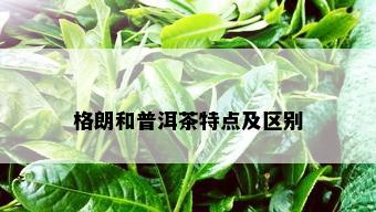 格朗和普洱茶特点及区别