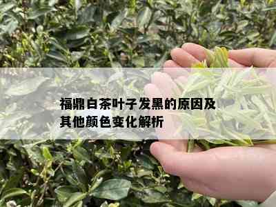 福鼎白茶叶子发黑的原因及其他颜色变化解析