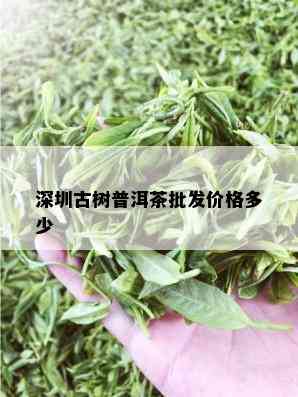 深圳古树普洱茶批发价格多少