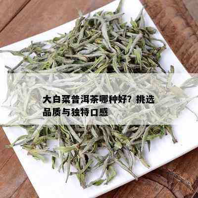 大白菜普洱茶哪种好？挑选品质与独特口感