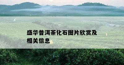 盛华普洱茶化石图片欣赏及相关信息