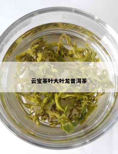 云宝茶叶大叶龙普洱茶