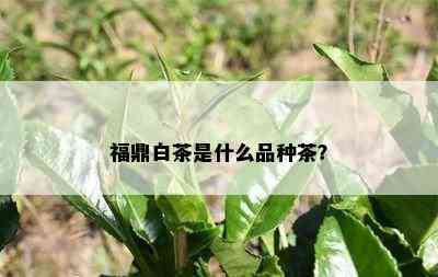 福鼎白茶是什么品种茶？