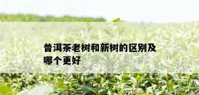 普洱茶老树和新树的区别及哪个更好